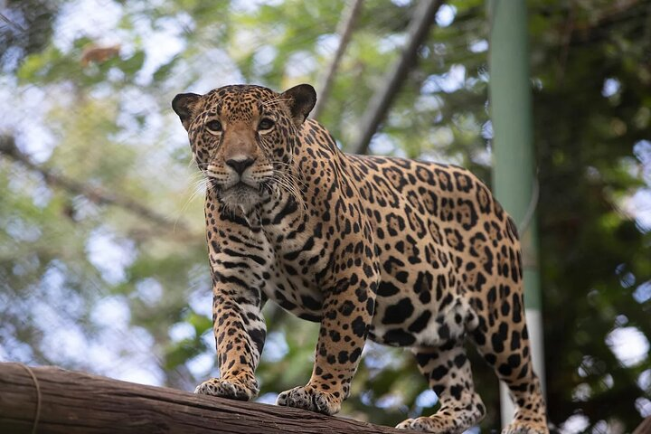 Admission Ticket to Las Pumas Rescue Center  - Photo 1 of 7